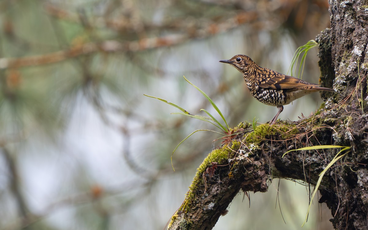 Scaly Thrush - ML641428779