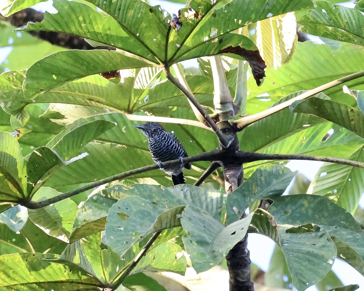 Lined Antshrike - ML641428784