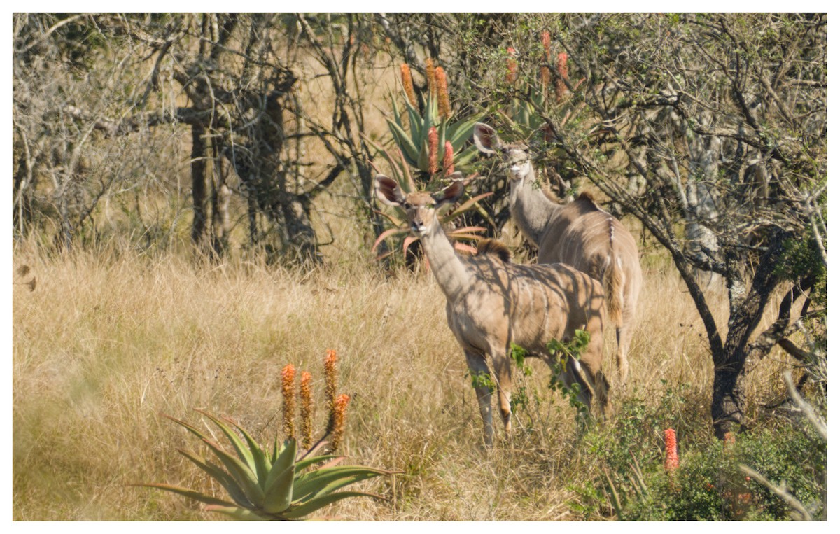 Southern Greater Kudu - ML641428812