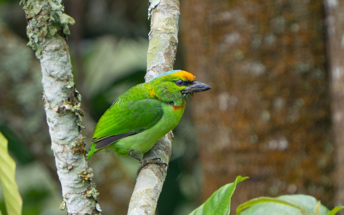 Flame-fronted Barbet - ML641428819