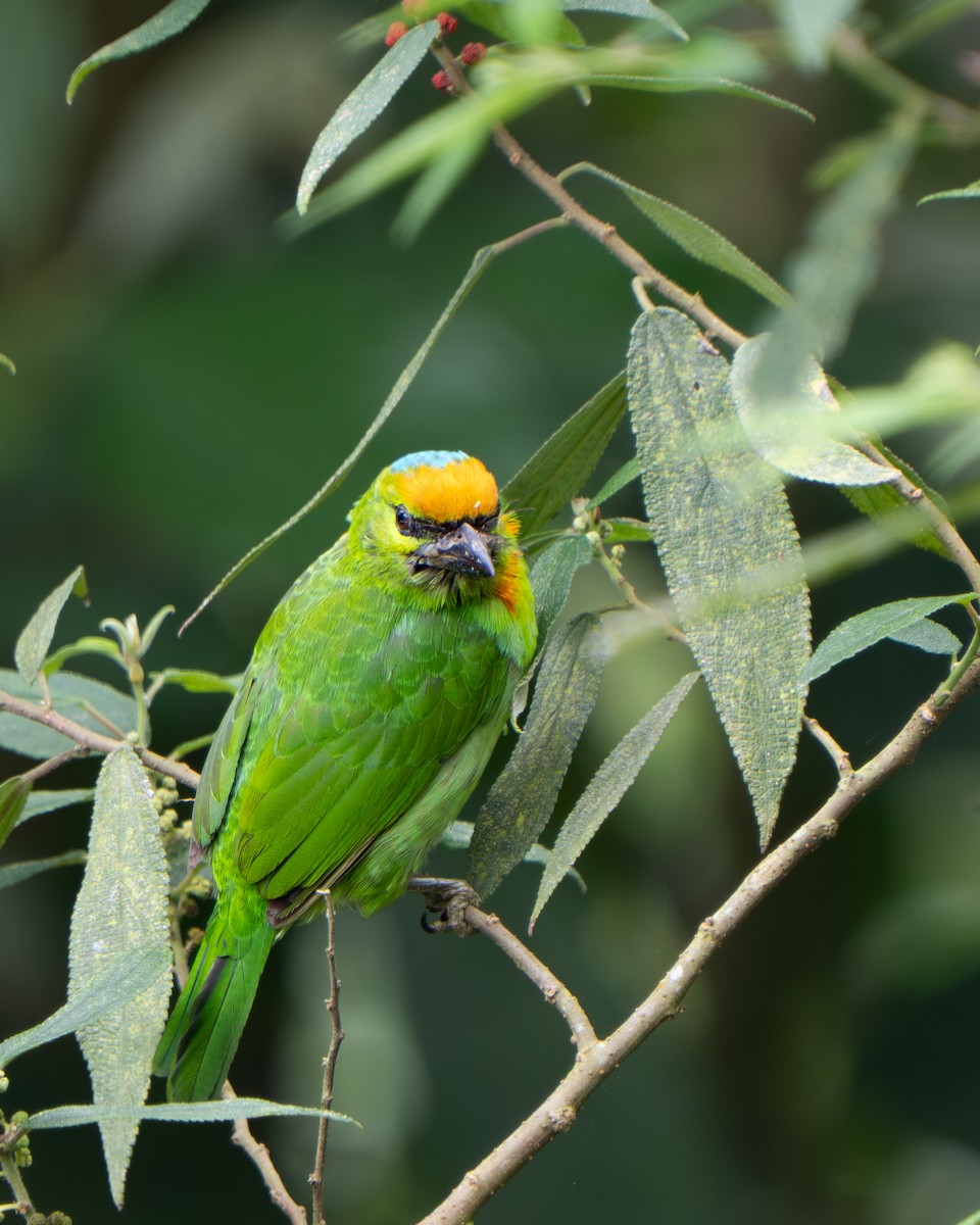 Flame-fronted Barbet - ML641428820