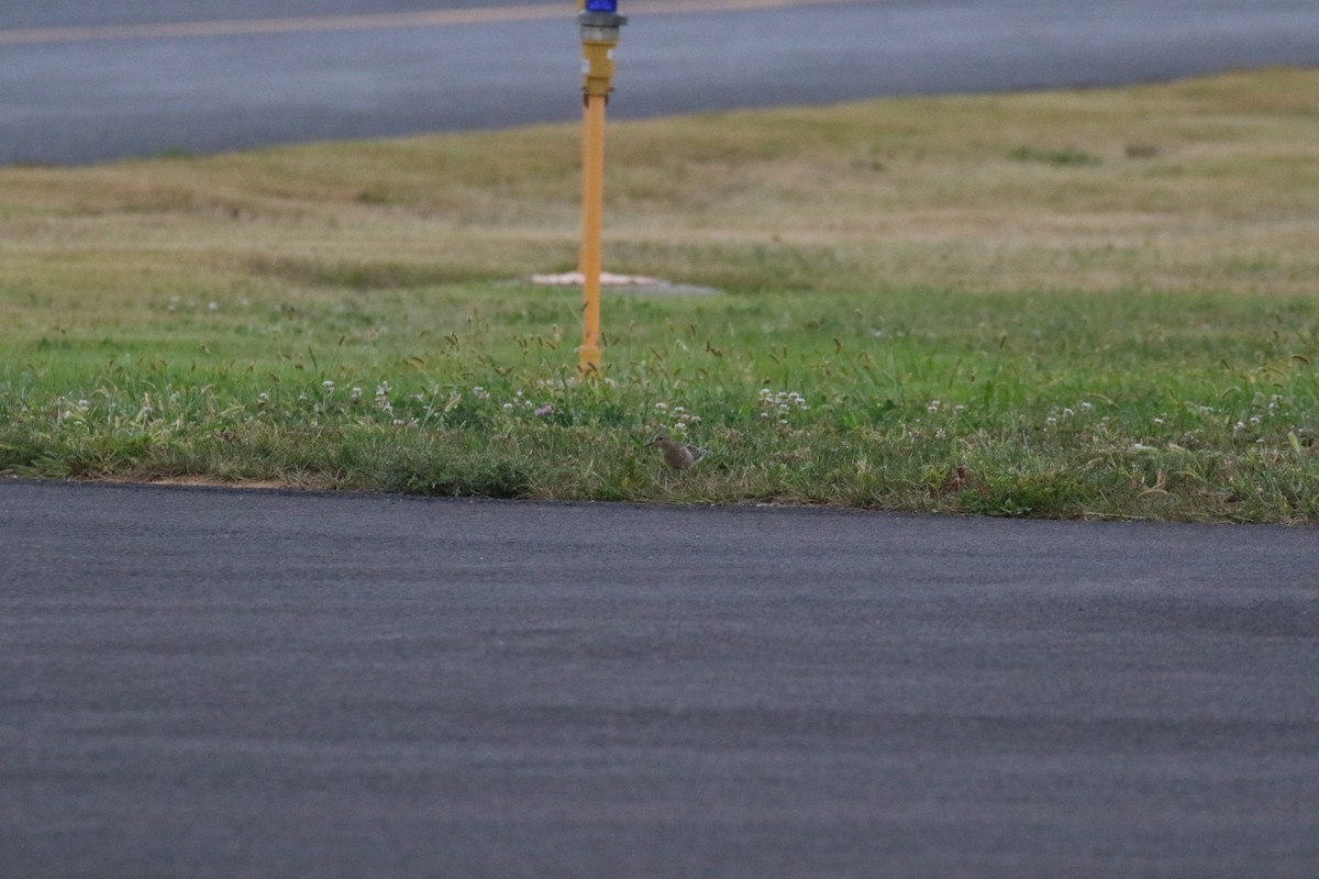 Piro piro fulvo - ML641428834