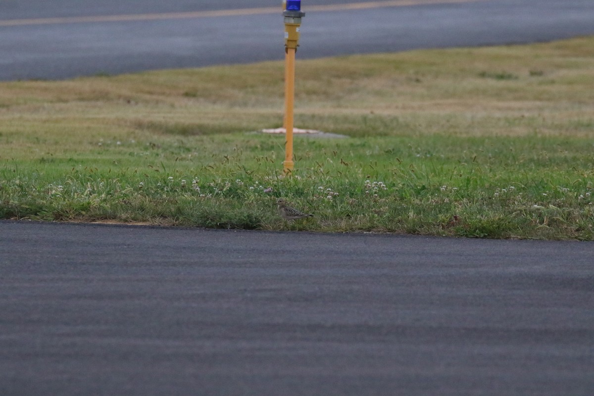 Piro piro fulvo - ML641428835