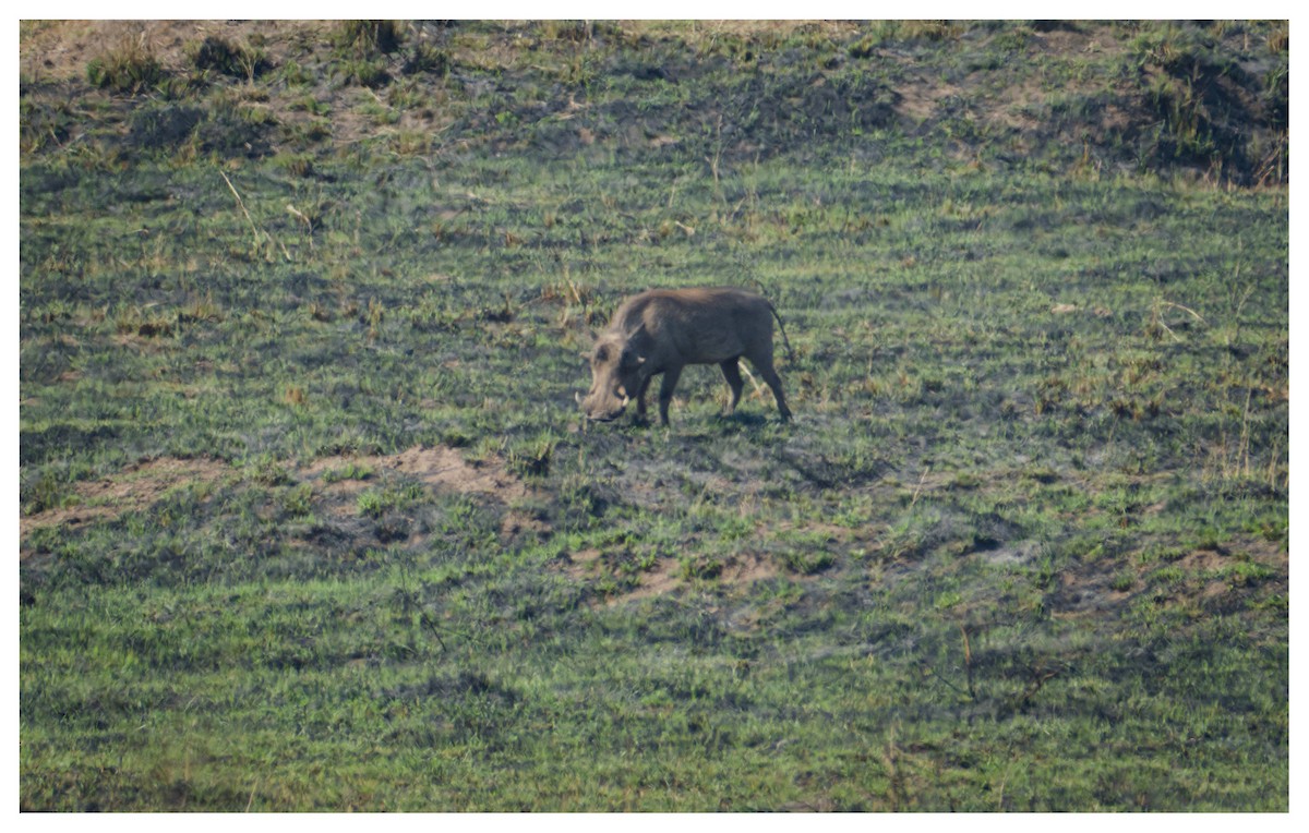 Common Warthog - ML641428852