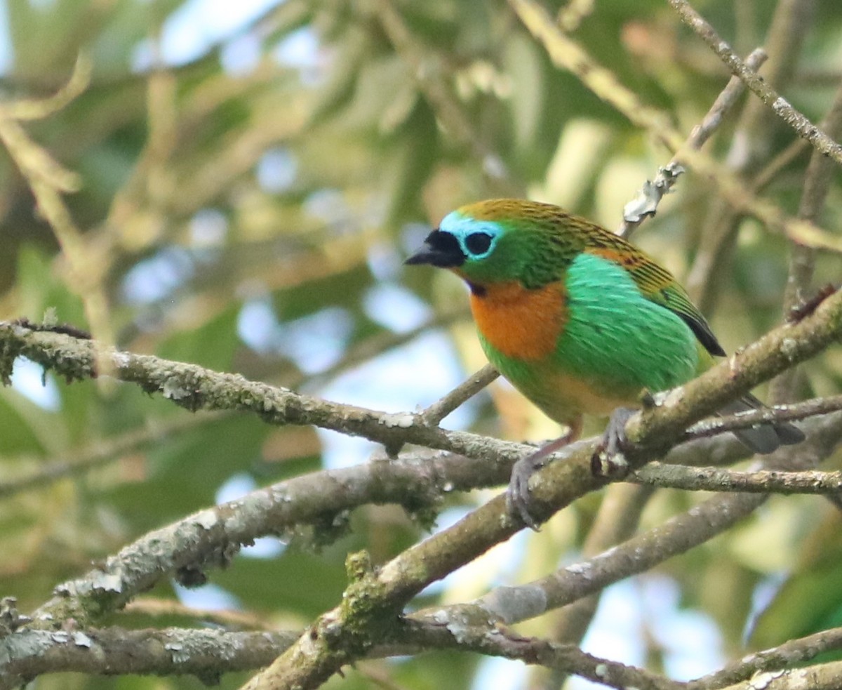 Brassy-breasted Tanager - ML641428860
