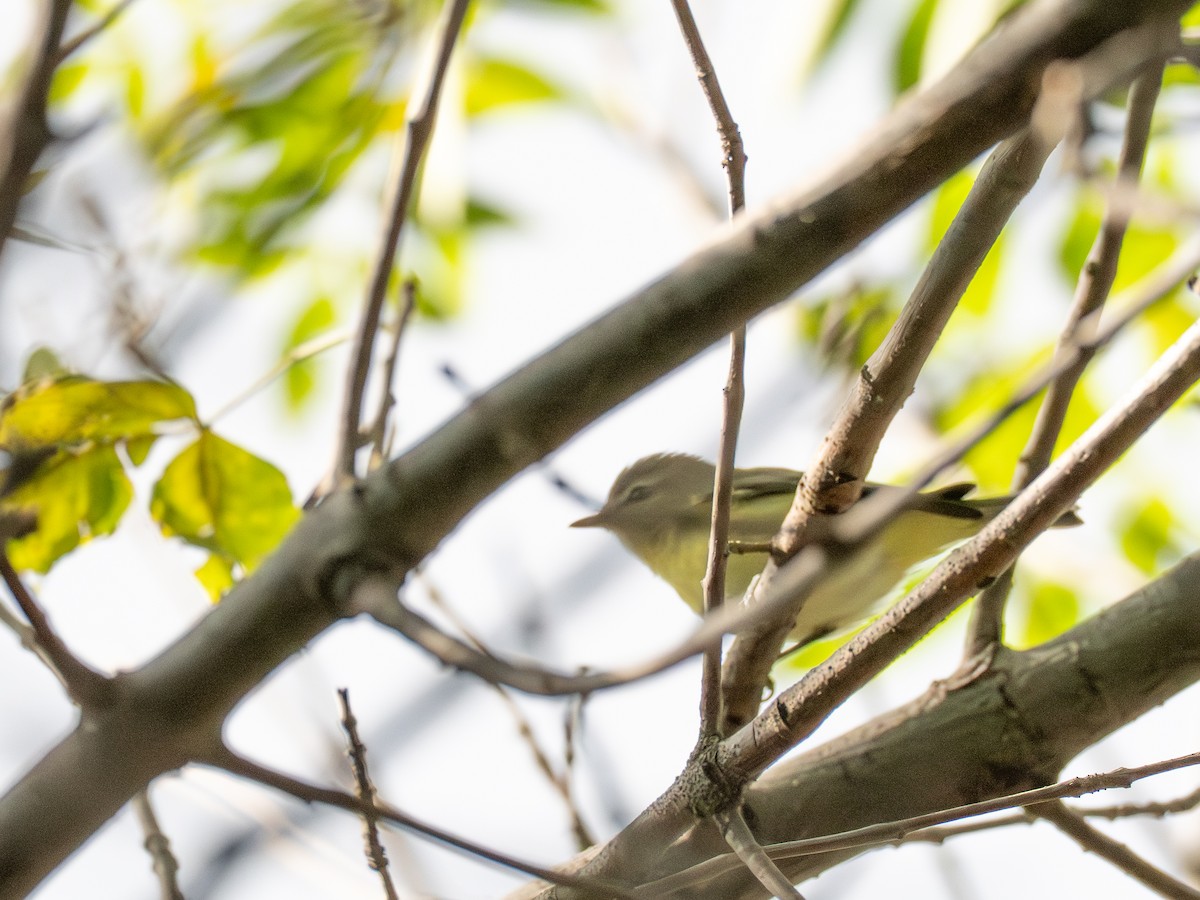 Philadelphia Vireo - ML641428865