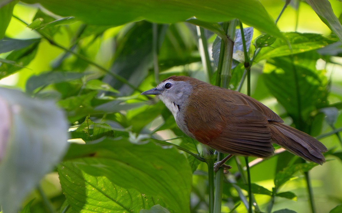 Crescent-chested Babbler - ML641428884