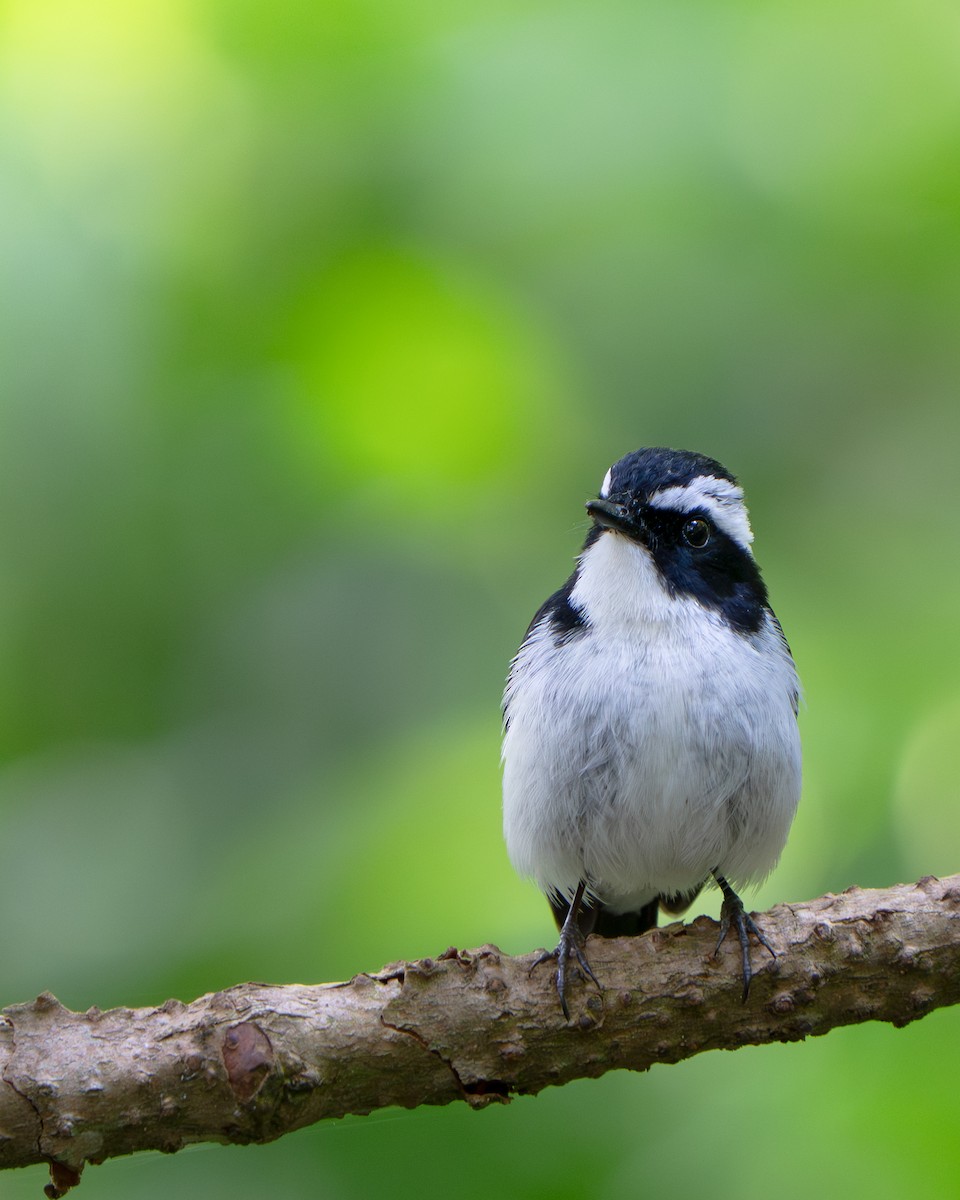 Little Pied Flycatcher - ML641428885