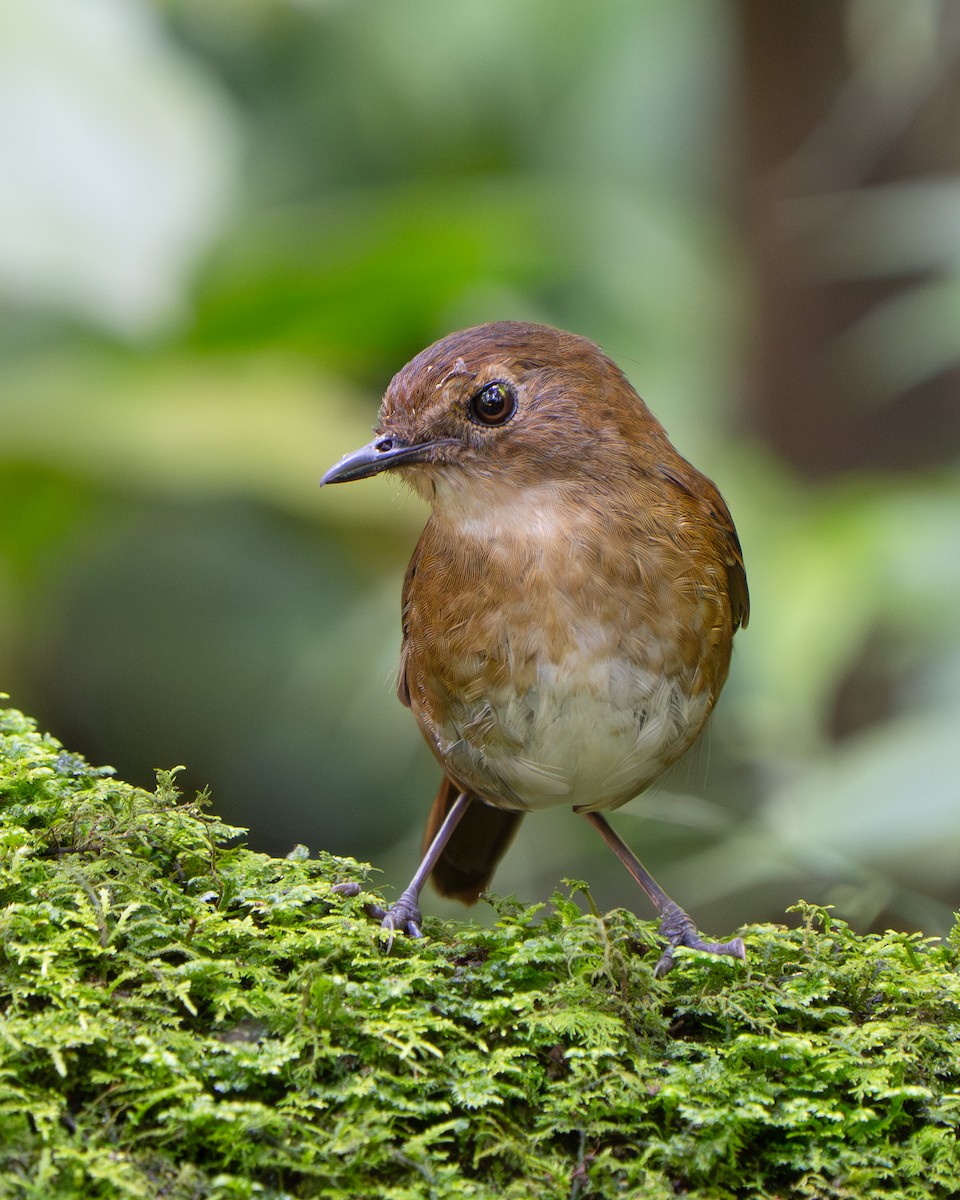 Lesser Shortwing - ML641428886