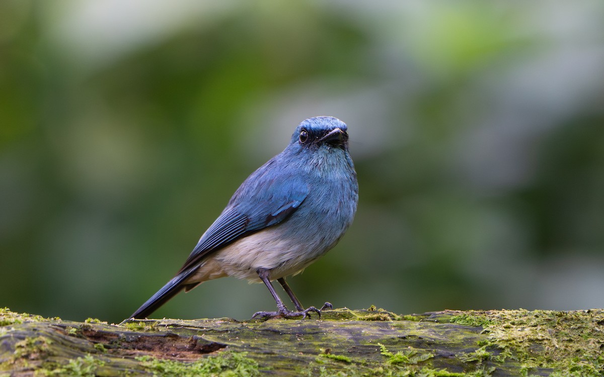 Indigo Flycatcher (Javan) - ML641428887