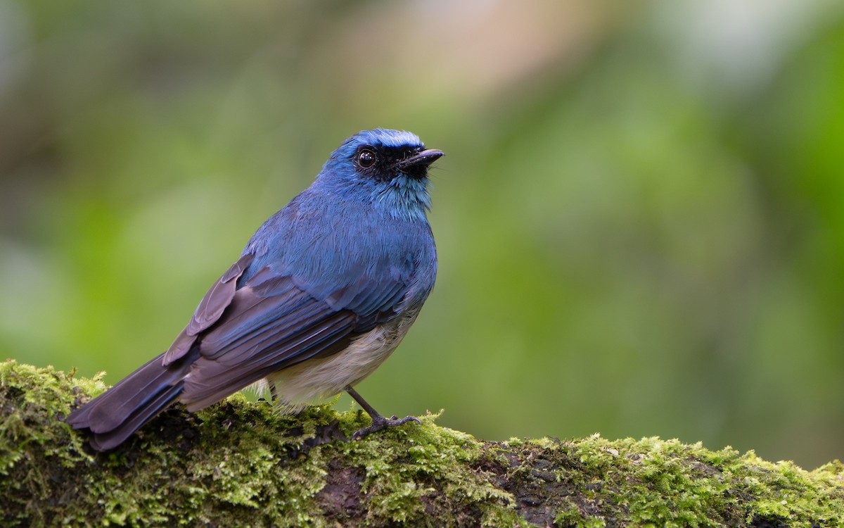 Indigo Flycatcher (Javan) - ML641428888