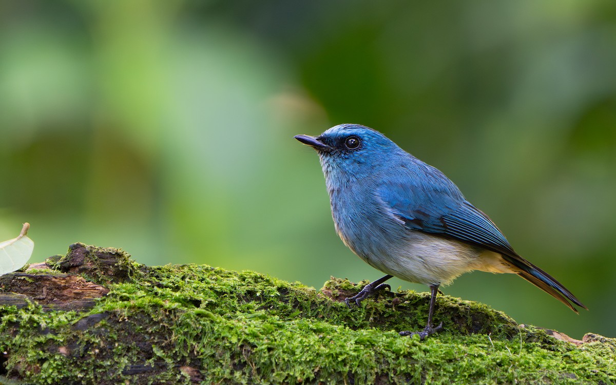 Indigo Flycatcher (Javan) - ML641428889