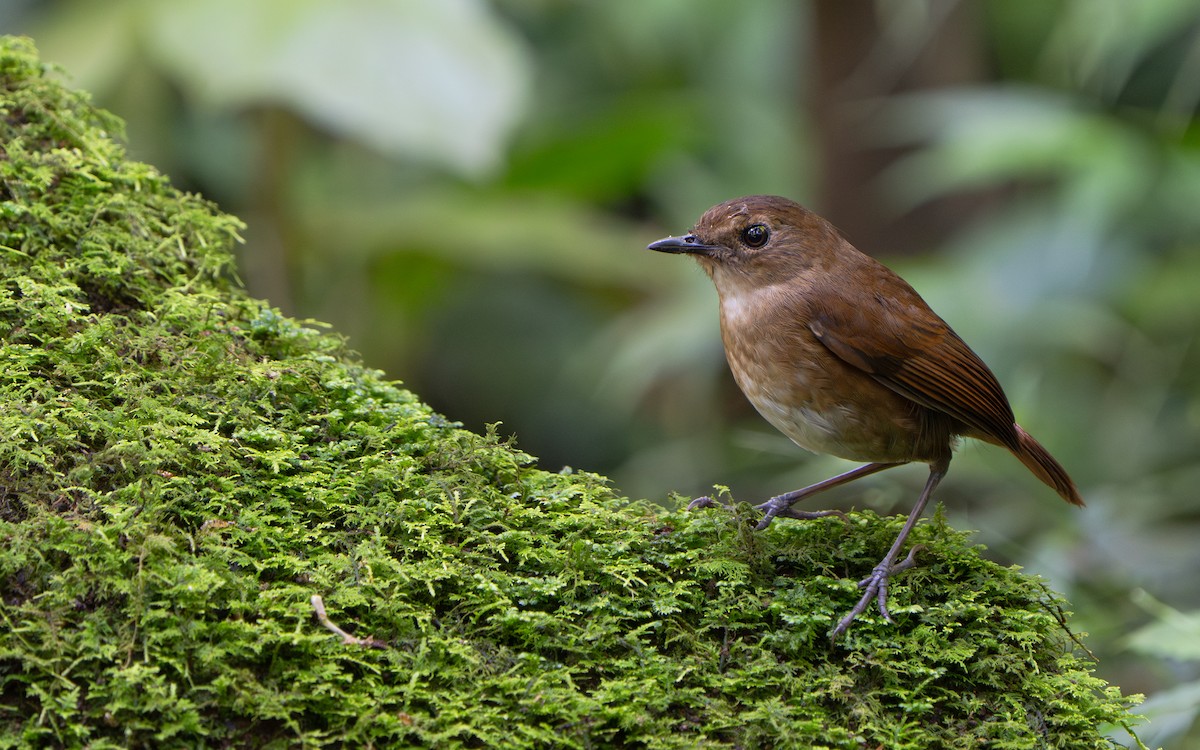 Lesser Shortwing - ML641428890