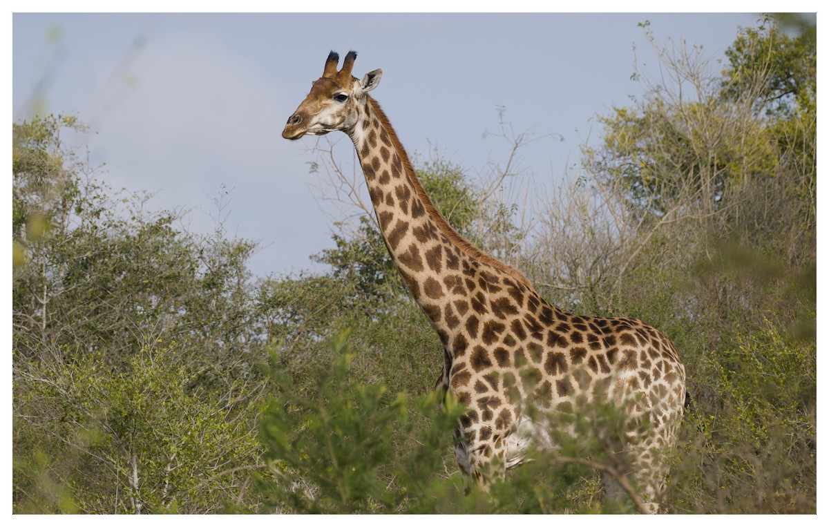 Southern African Giraffe - ML641428903