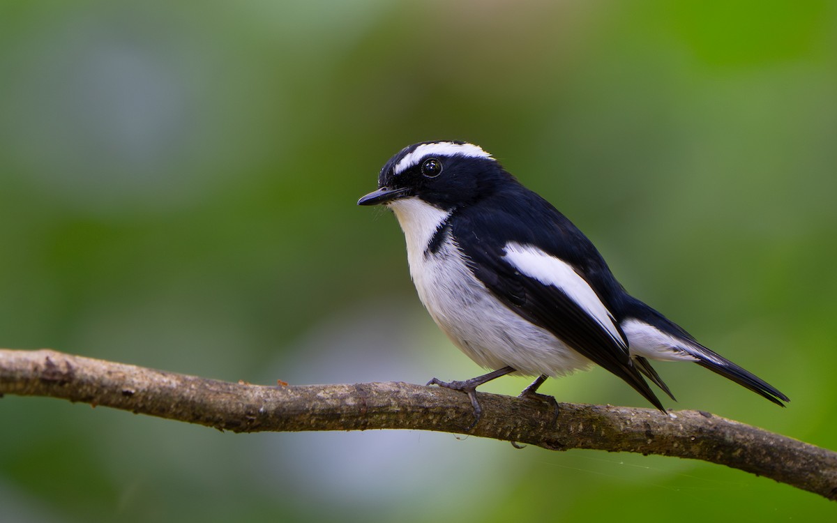 Little Pied Flycatcher - ML641428913