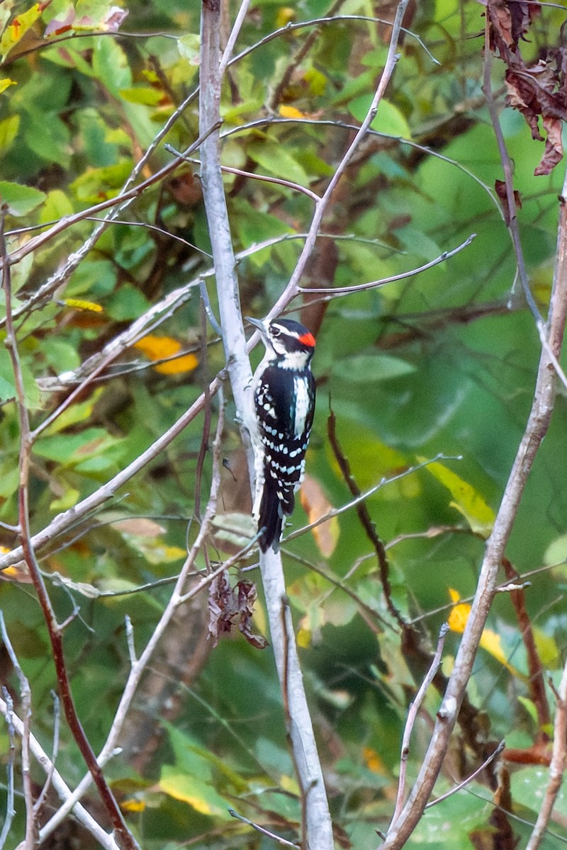 Downy Woodpecker - ML641428945
