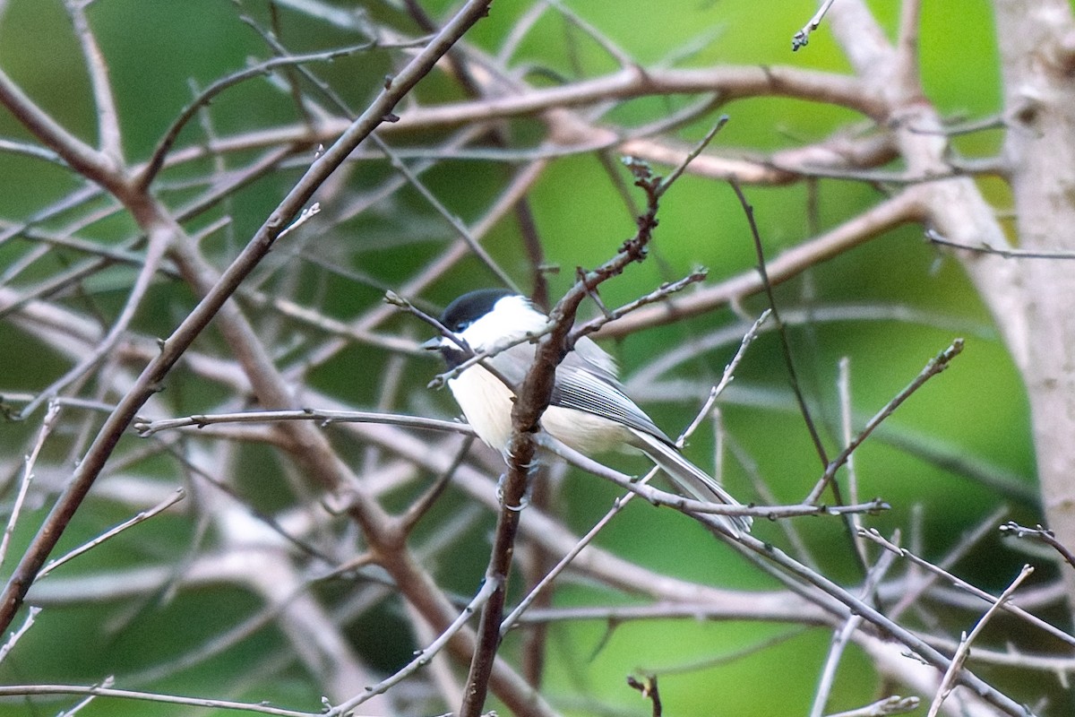 Carolina Chickadee - ML641428950