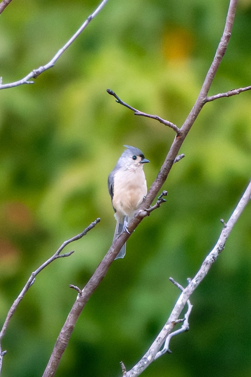 Tufted Titmouse - ML641428951