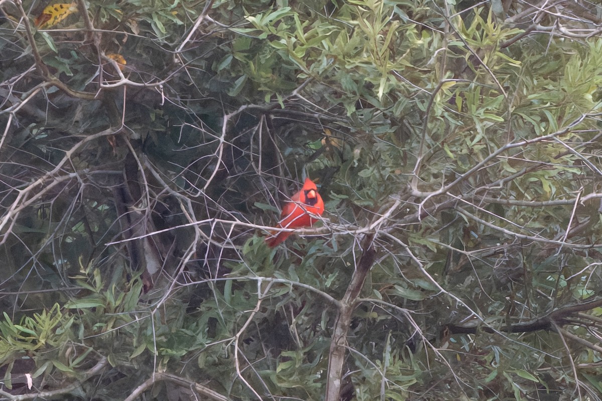 Northern Cardinal - ML641428954