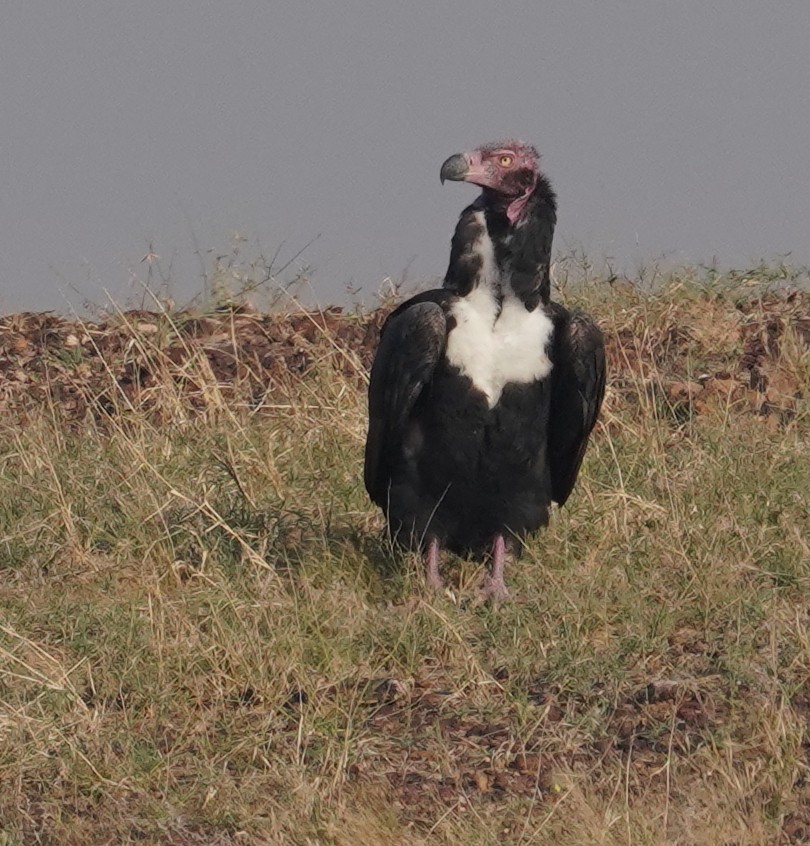 Red-headed Vulture - ML641428970