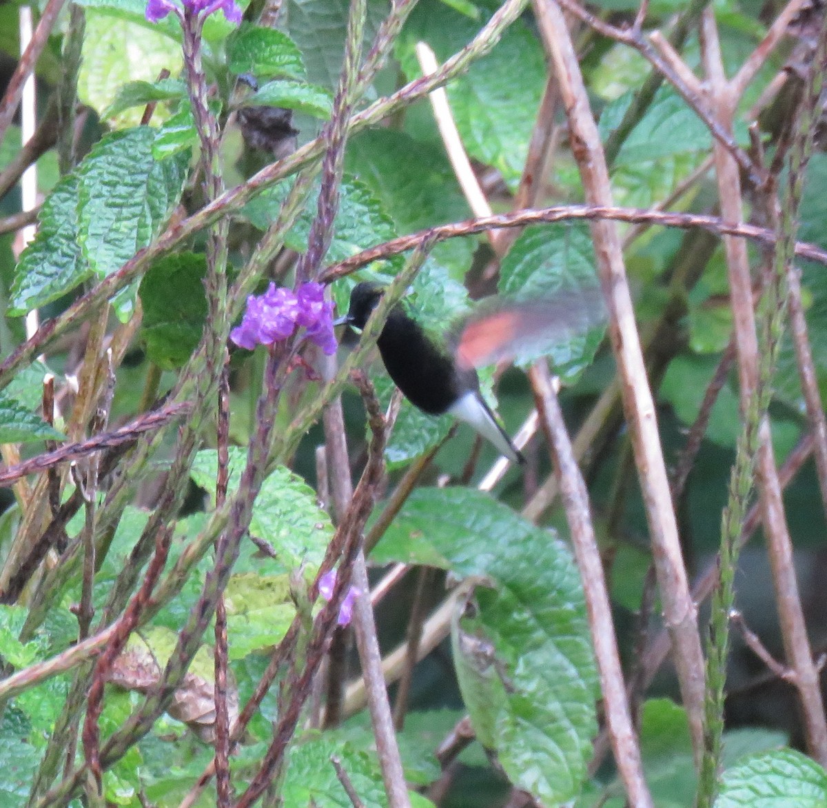 svartbrystkolibri - ML641428971