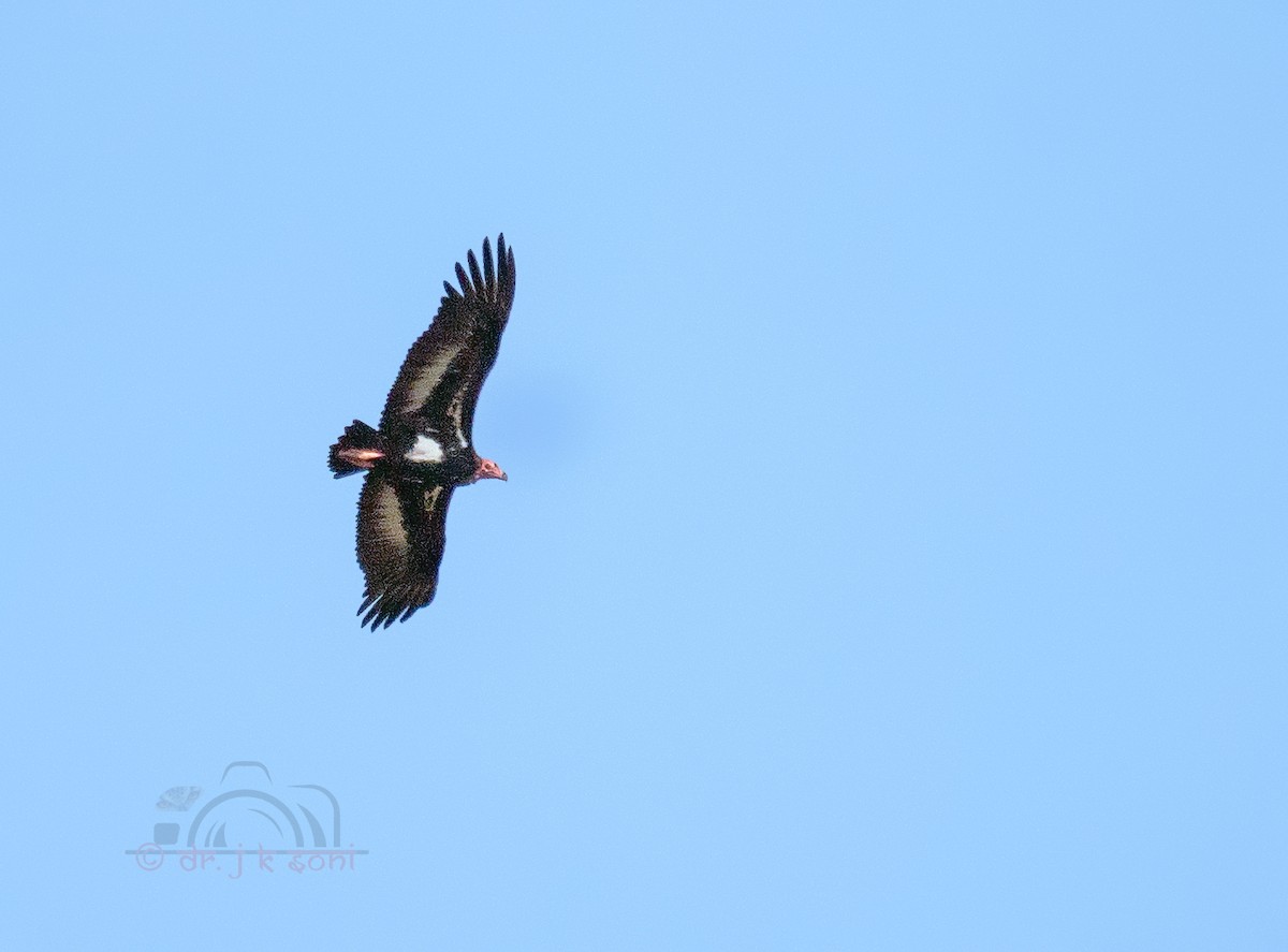 Red-headed Vulture - ML641428977