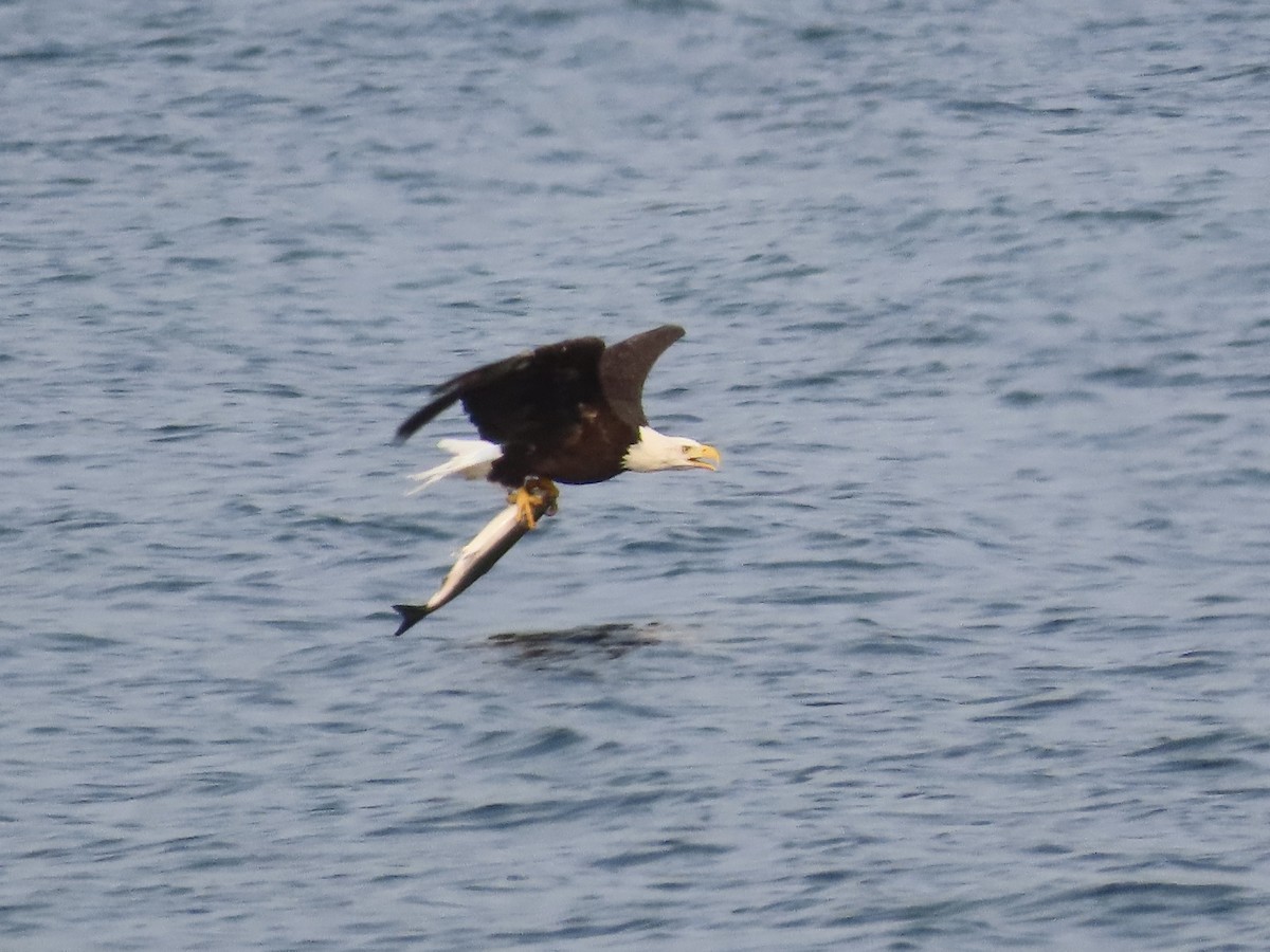 Bald Eagle - ML641428978