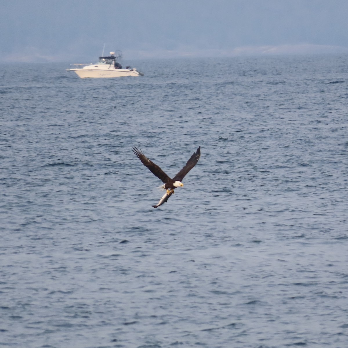 Bald Eagle - ML641428979