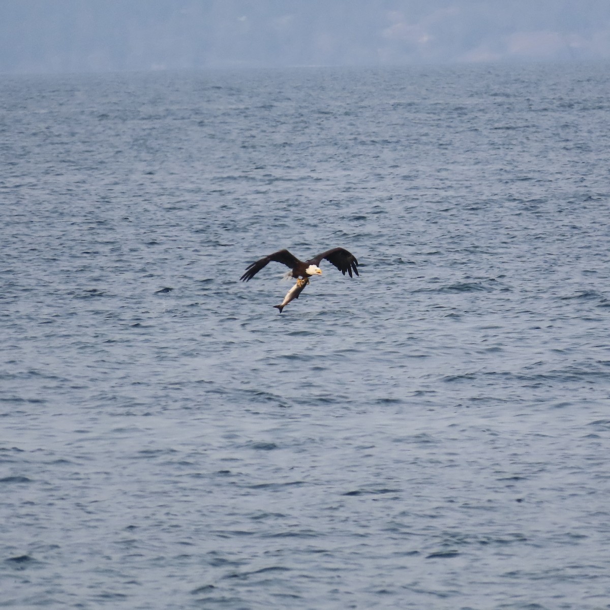 Bald Eagle - ML641428980
