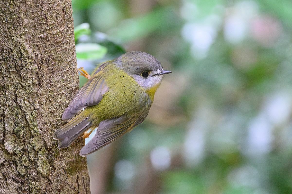 Pale-yellow Robin - ML641428982