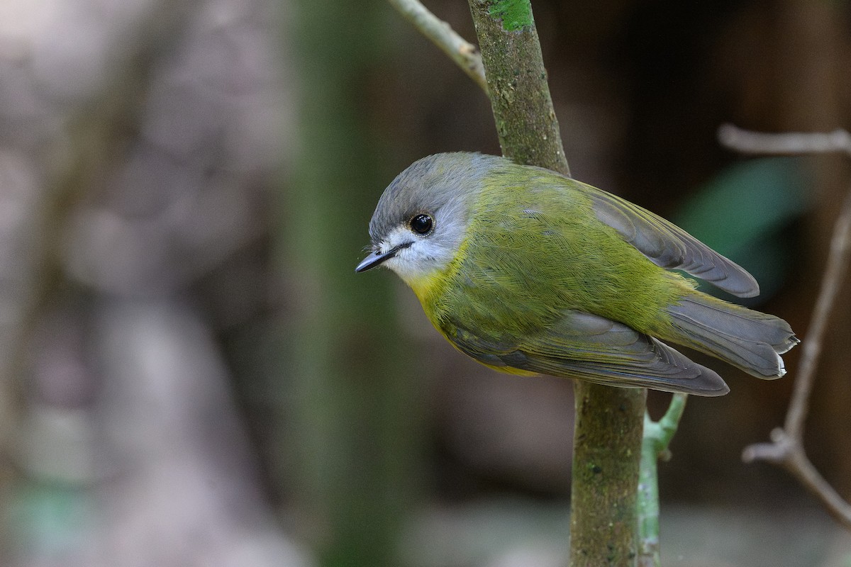 Pale-yellow Robin - ML641428983