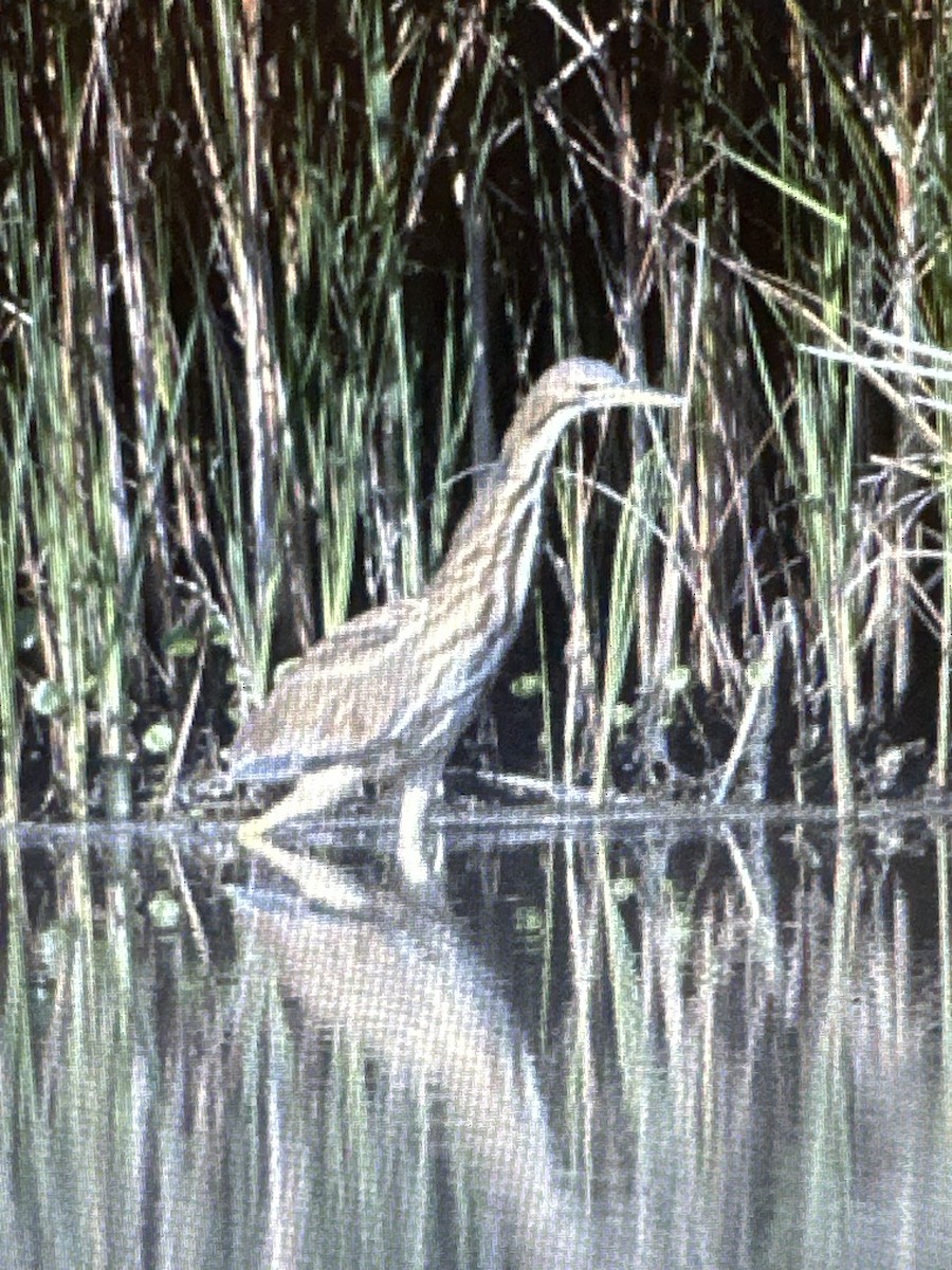 American Bittern - ML641428985