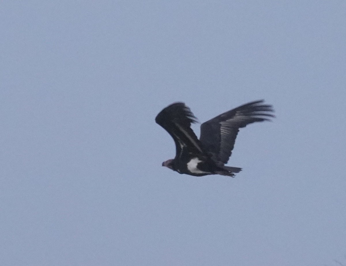 Red-headed Vulture - ML641428987