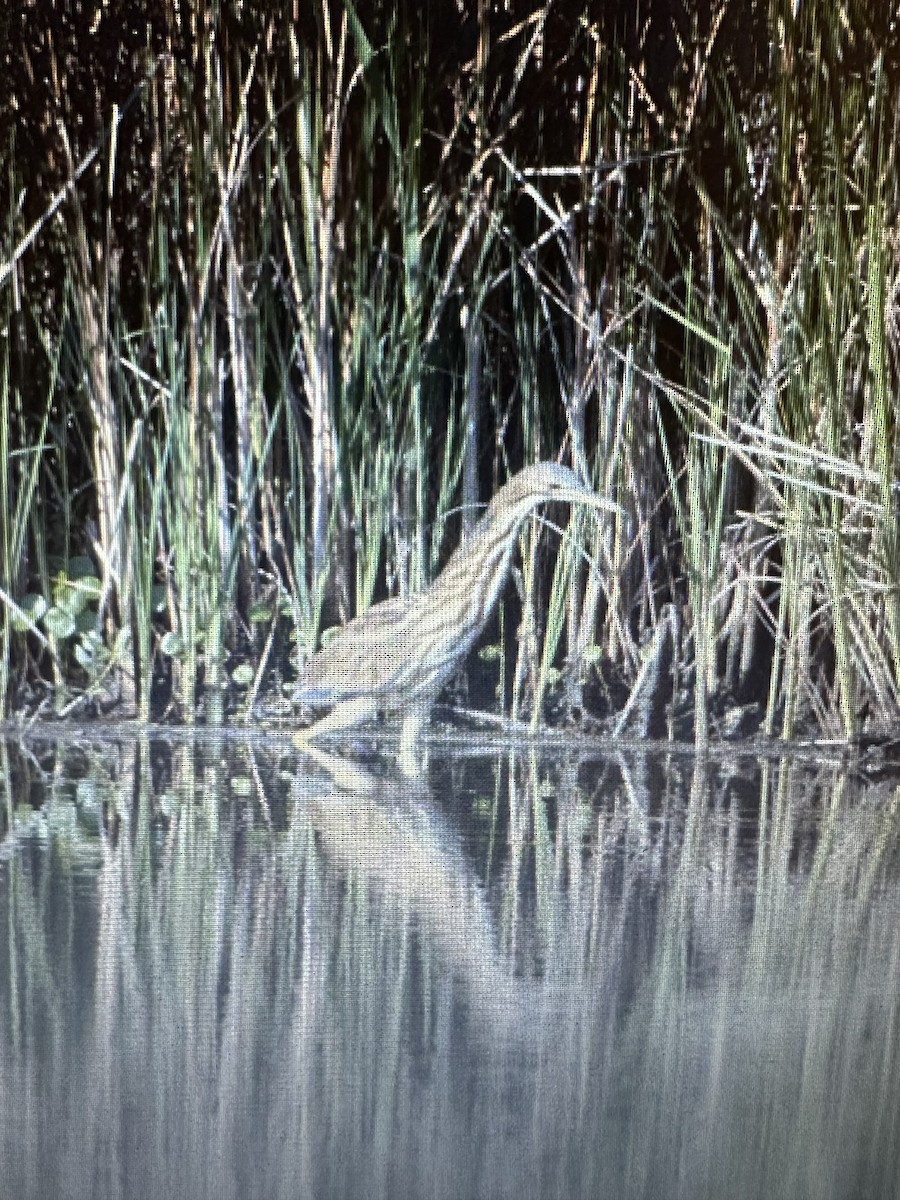 American Bittern - ML641428989