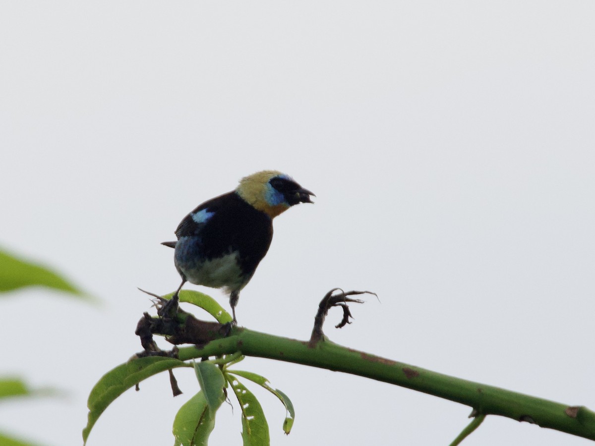Golden-hooded Tanager - ML641428995