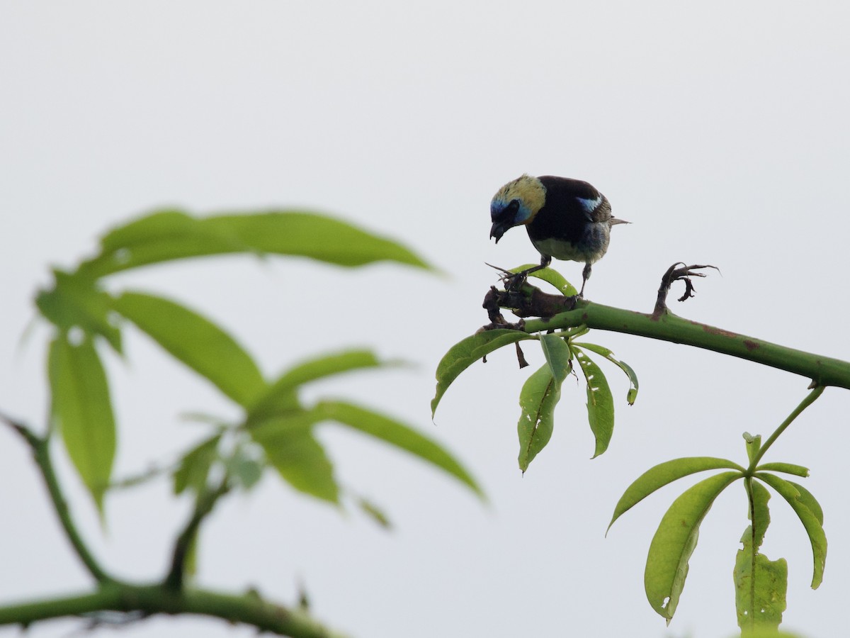Golden-hooded Tanager - ML641428996