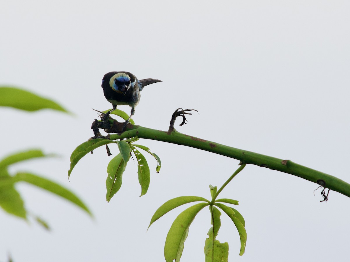 Golden-hooded Tanager - ML641428997