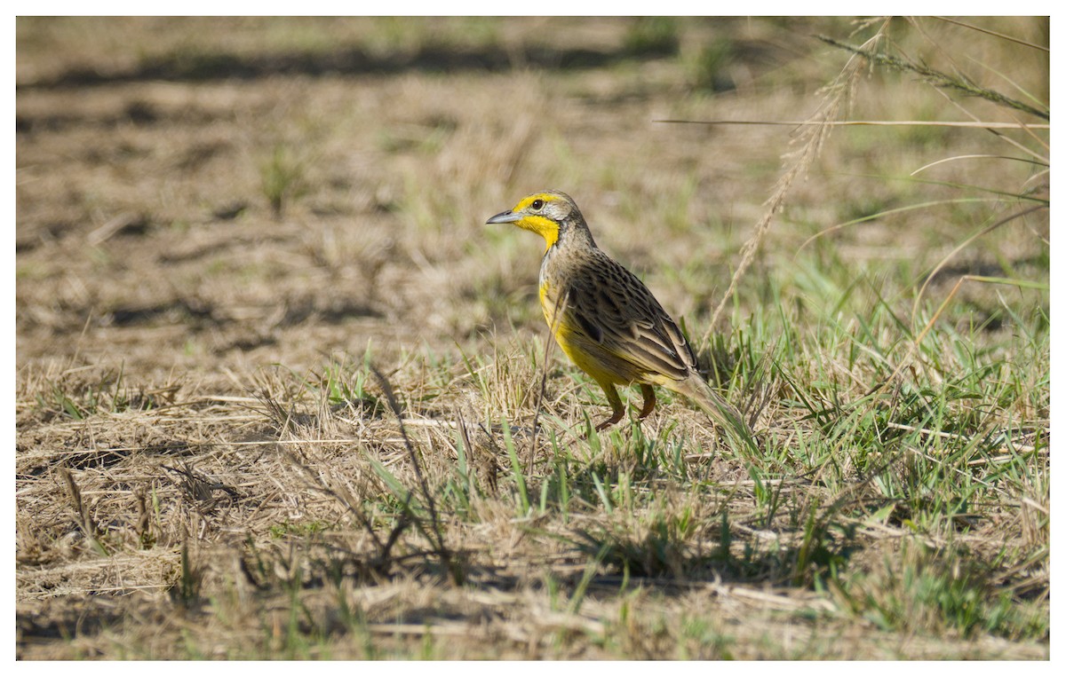 Yellow-throated Longclaw - ML641428998