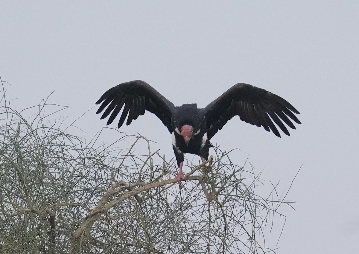 Red-headed Vulture - ML641428999