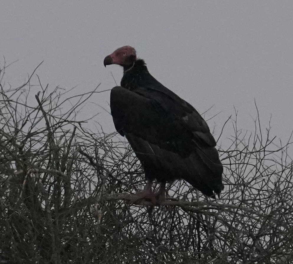 Red-headed Vulture - ML641429021