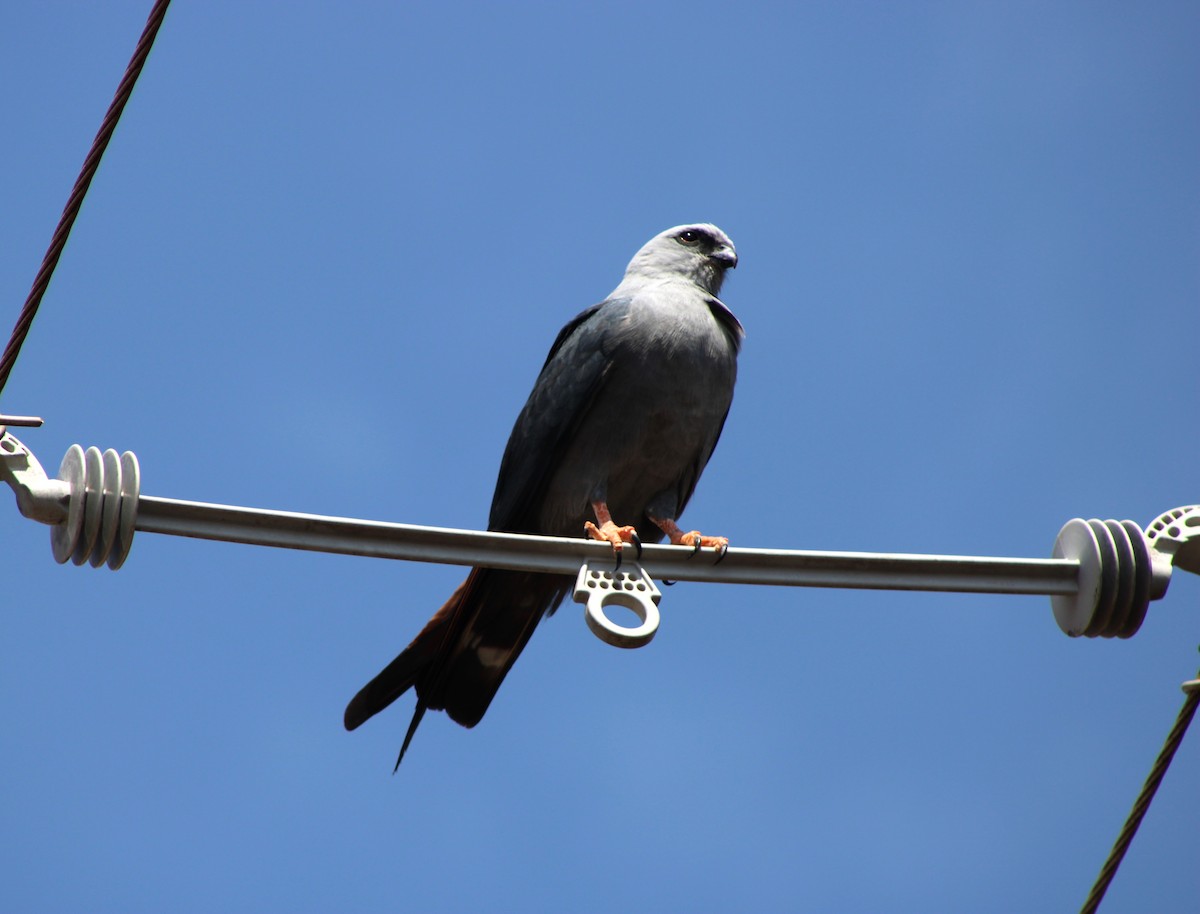 Plumbeous Kite - ML641429023