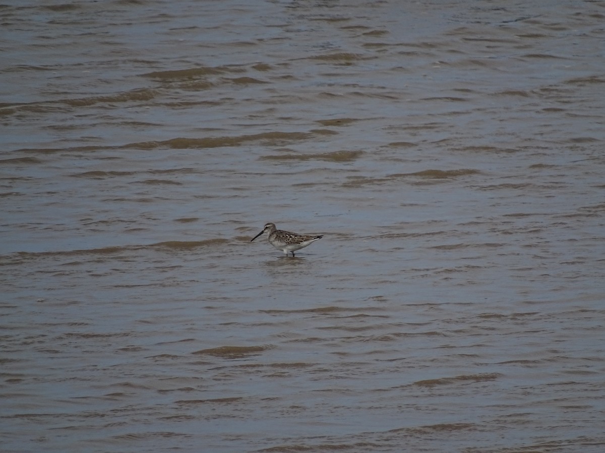 Stilt Sandpiper - ML641429031