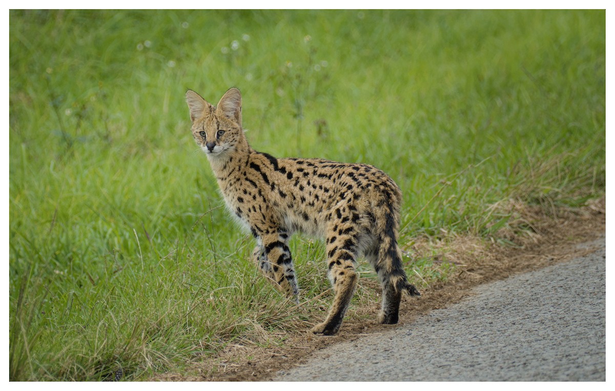 Southern African Civet - ML641429034