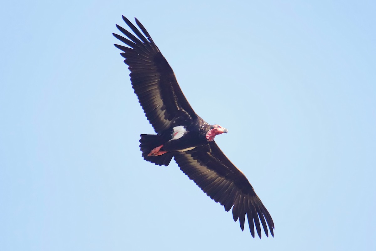 Red-headed Vulture - ML641429192