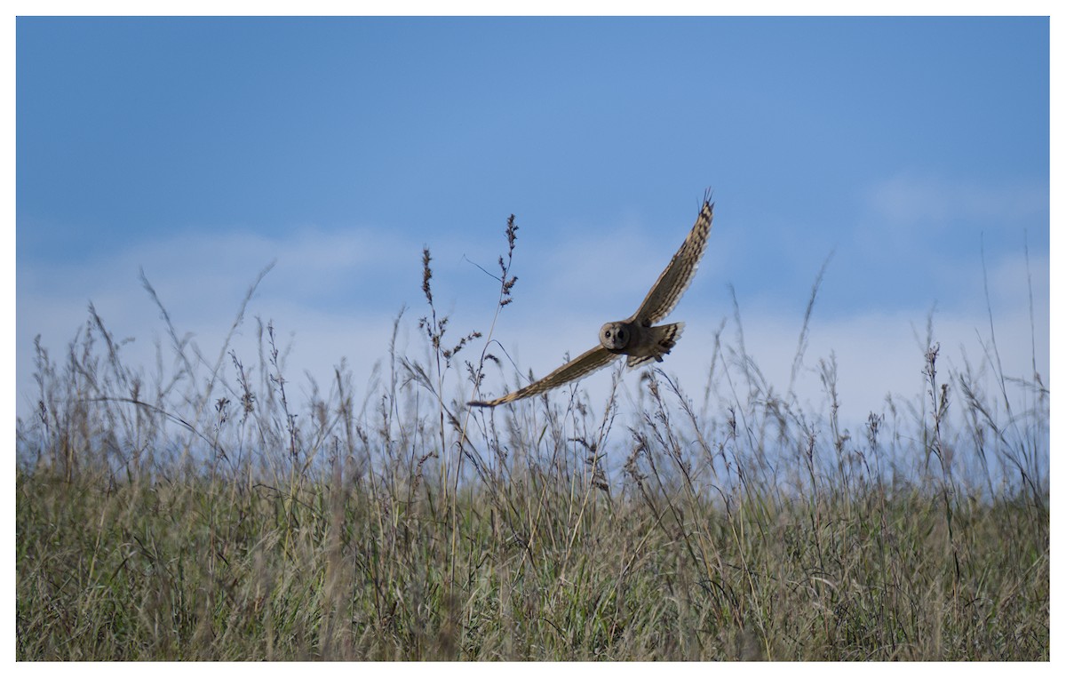 Marsh Owl - ML641429198