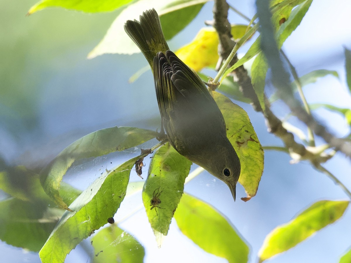 Nashville Warbler - ML641429208