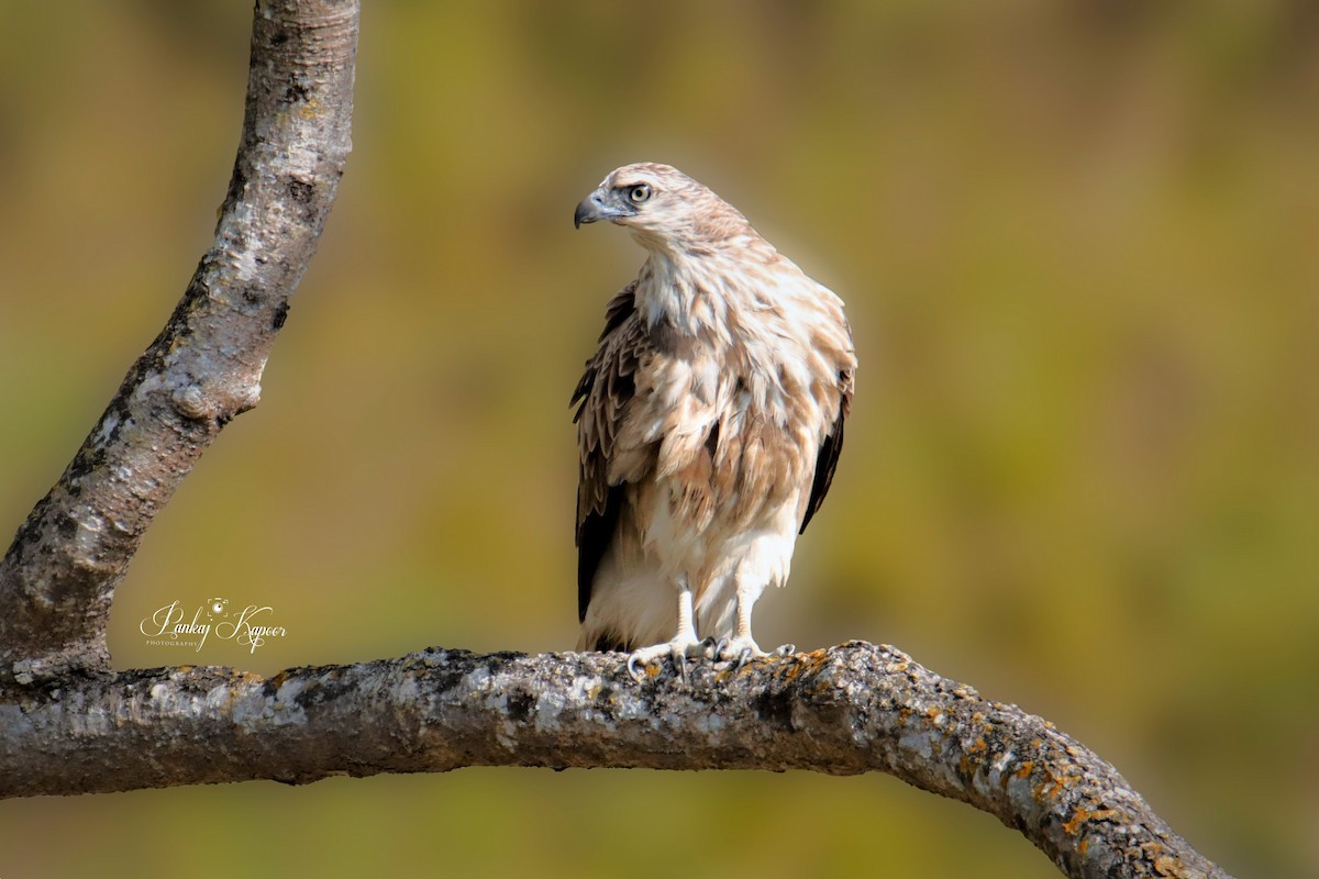 Малый рыболов - ML641429211