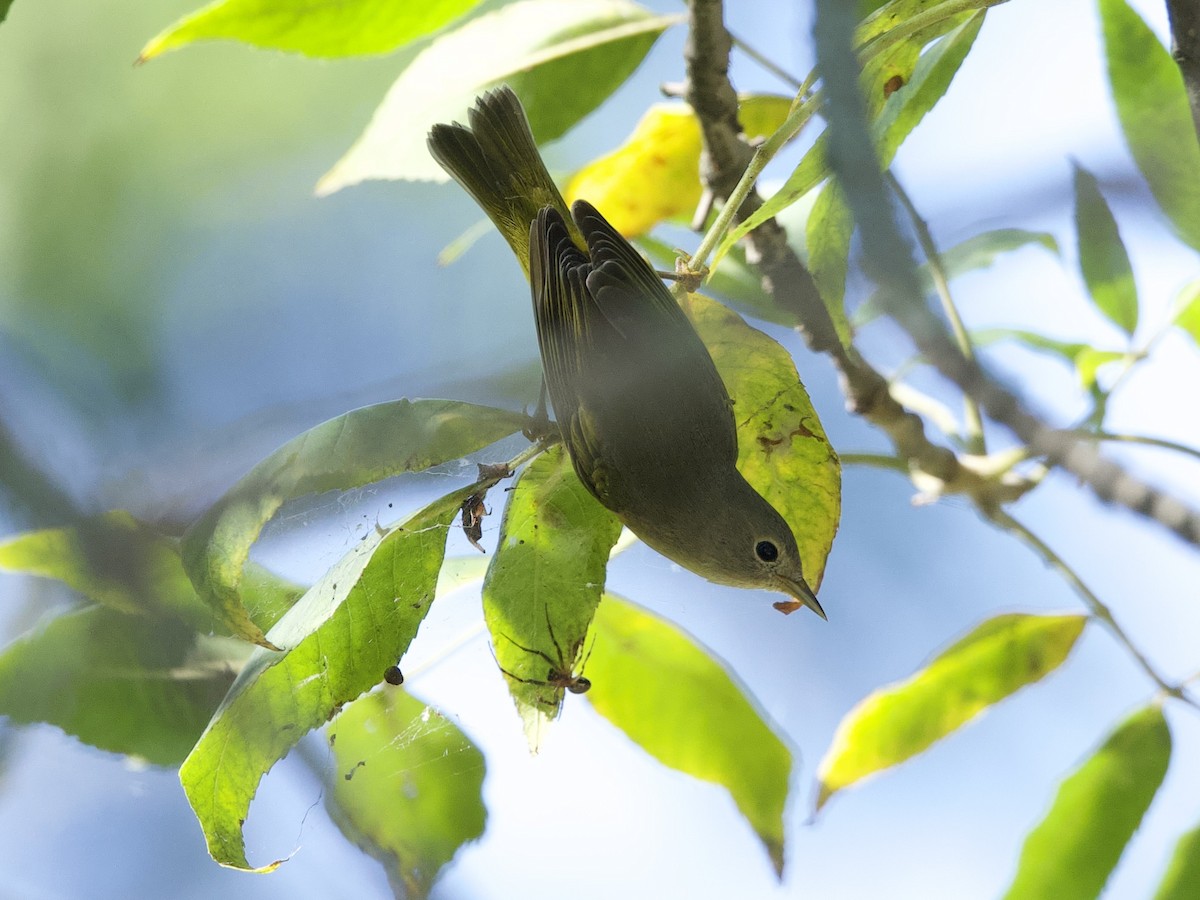 Nashville Warbler - ML641429213