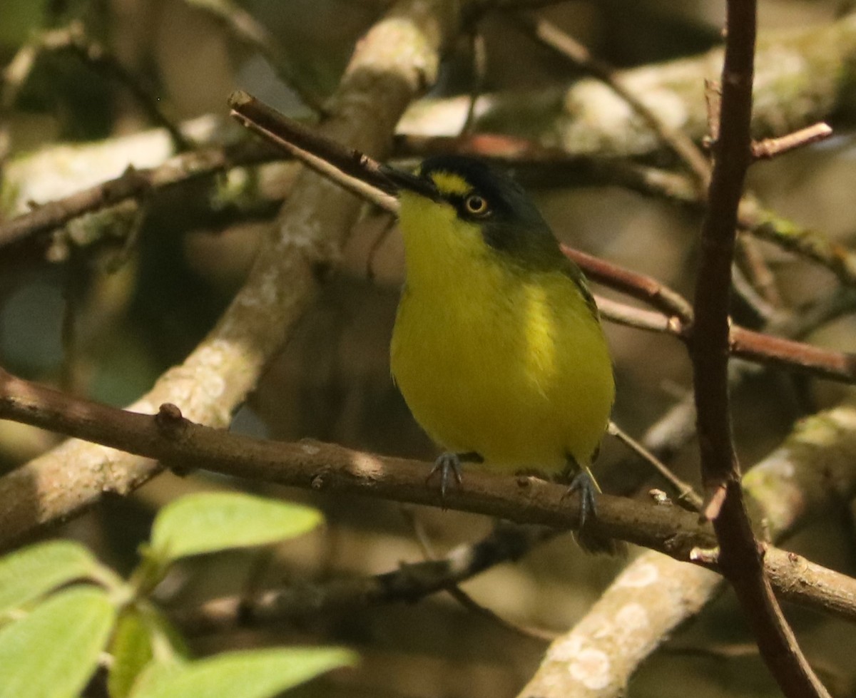Titirijí Cabecigrís - ML641429261
