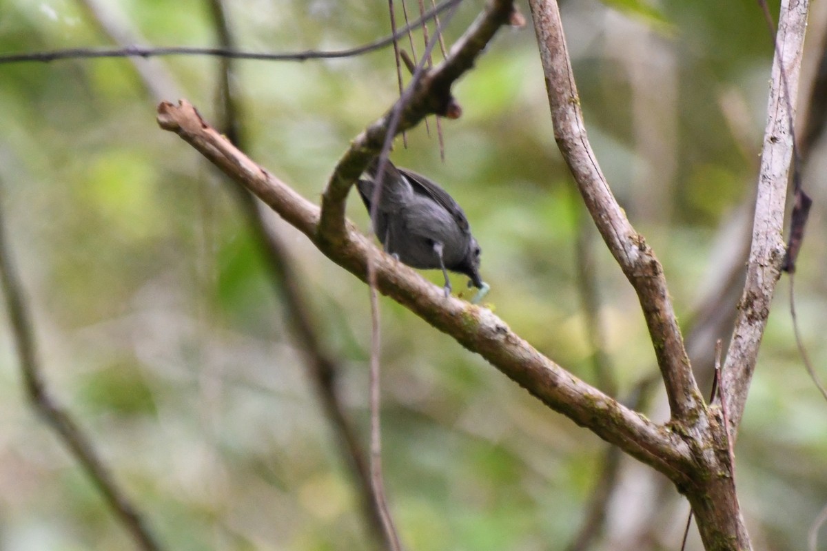 Unicolored Antwren - ML641429268